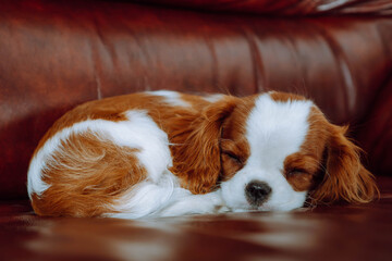 Adorable spaniel puppy fell asleep on soft brown sofa. Baby doggy with red and white shaggy fur curled up indoor.
