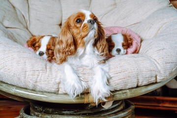 Mother dog Cavalier King Charles Spaniel and two puppies lie on couch. Children sleep sweetly, mom guard nap of cubs.