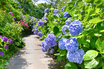 静岡県下田市　下田公園のあじさい