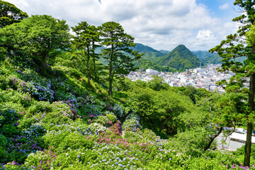 静岡県下田市　下田公園のあじさい
