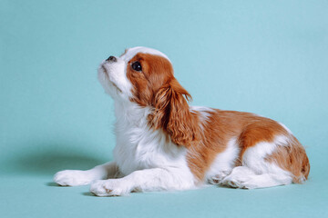 Little Cavalier King Charles Spaniel puppy relaxing on floor in house. Doggy child looking up with big, dark eyes.