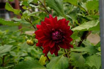 Single large red dahlia flower in full bloom in an outdoor garden space.