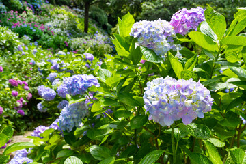 静岡県下田市　下田公園のあじさい