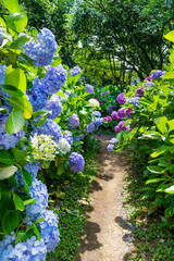 静岡県下田市　下田公園のあじさい