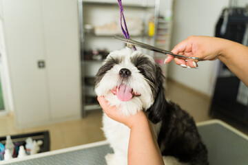 Beautiful shih tzu dog at the grooming spa for a haircut