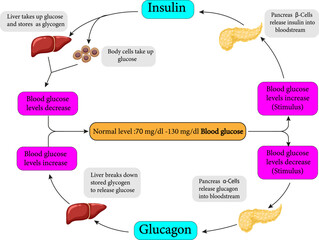 The regulation of glucose levels through Homeostasis.Vector illustration