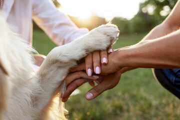 hands of people together with dog paw in park at sunset together, teamwork gesture with animal, close-up - obrazy, fototapety, plakaty