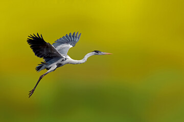 Garça-moura | Cocoi Heron