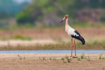 Maguari | Maguari Stork