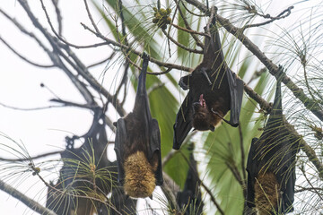Wild Samoan Fruit Bat in the National Park of American Samoa on the island of Tutuila.