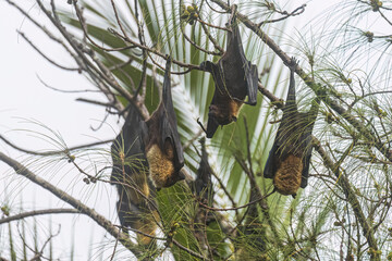 Wild Samoan Fruit Bat in the National Park of American Samoa on the island of Tutuila.