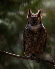 Jacurutu | Great Horned Owl