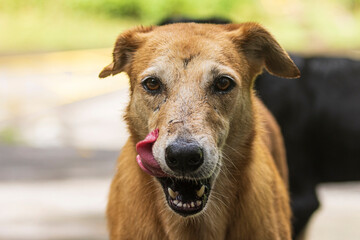 A feral dog wandering the streets of Tutuila in the National Park of American Samoa.