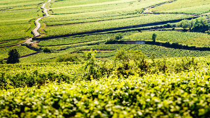 Green vineyards. Pommard wine region, France