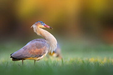Maria-faceira | Whistling Heron