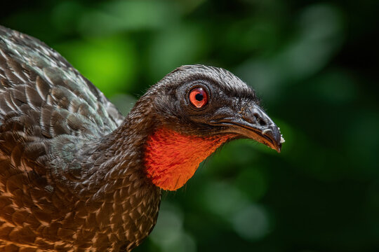 Jacugua&ccedil;u | Dusky-legged Guan