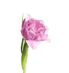 Fototapeta premium Beautiful colorful tulip flower isolated on white