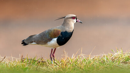 Quero-quero | Southern Lapwing