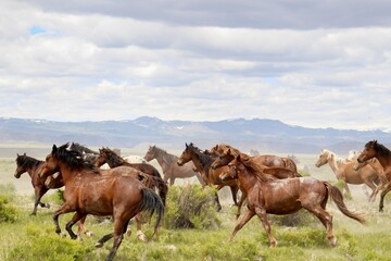 Galloping Wild Mustangs