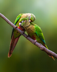 Tiriba-de-testa-vermelha   Maroon-bellied Parakeet © Giovan Alex