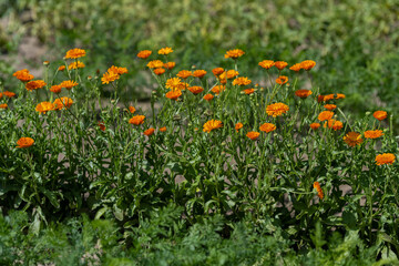 Orange marigold flowers in a row on a field.