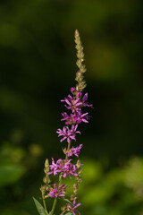 Purple tiny flowers of the willow tree.