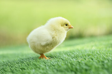 Cute chick on green artificial grass outdoors, closeup. Baby animal