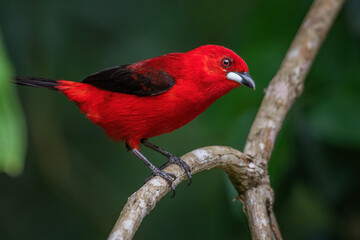 Tiê-sangue | Brazilian Tanager
