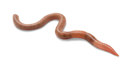 One earthworm isolated on white. Terrestrial invertebrates