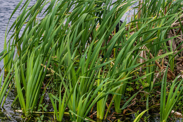 Marsh Grasses Blow In Strong Wind