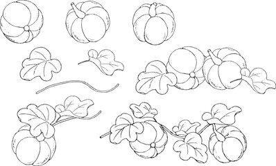 ペンで描いたかぼちゃのイラスト