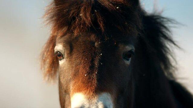 Closeup sunlit wild exmoor pony horse have rest standing in the middle of pasture in late autumn nature habitat in Milovice, Czech republic. Protected animals considered as horse ancestor