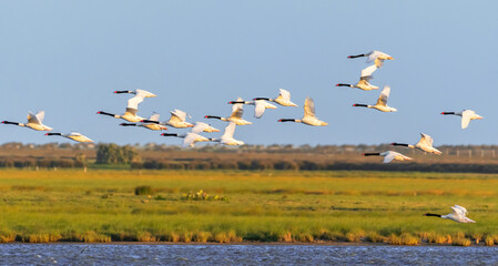 Cisne-de-pescoço-preto | Black-necked Swan