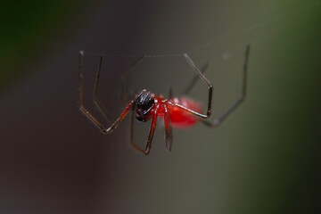 Blacktailed red sheetweaver 4
