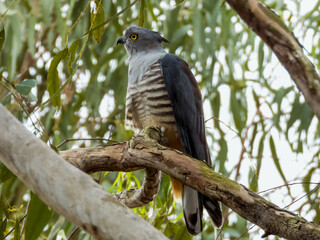 Pacific Baza in Queensland Australia