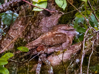 Papuan Frogmouth in Queensland Australia