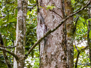 Papuan Frogmouth in Queensland Australia
