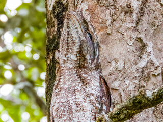 Fototapeta premium Papuan Frogmouth in Queensland Australia