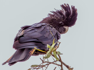 Red-tailed Black Cockatoo in Queensland Australia