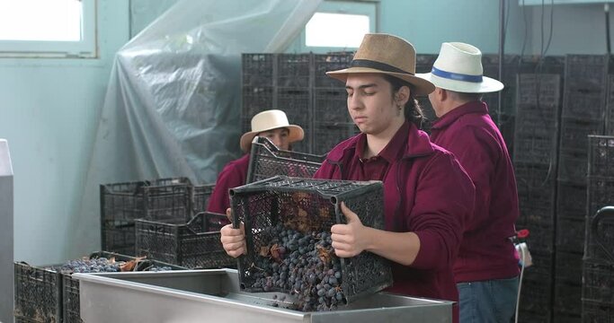 Wine production process. Wine factory worker loading grapes into the crushing machine. Wine production process. Production of wine and cognac in a private wine factory. Crushing grapes at a winery.