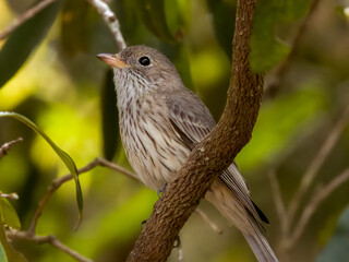 Rufous Whistler in Queensland Australia