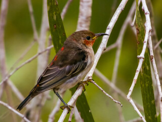 Scarlet Honeyeater Myzomela in Queensland Australia