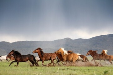 Galloping Wild Horses in Storm