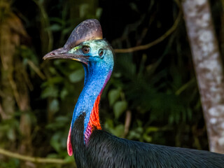 Southern Cassowary in Queensland Australia