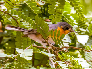 Juvenile Spectacled Monarch in Queensland Australia
