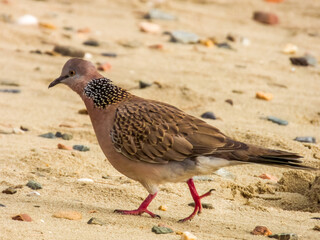 Spotted Dove in Queensland Australia