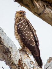 Whistling Kite at Nest in Queensland Australia