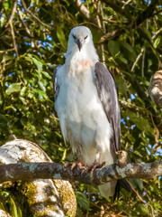 White-bellied Sea Eagle in Queensland Australia