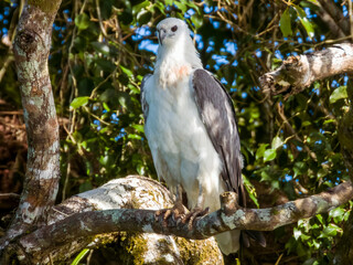 White-bellied Sea Eagle in Queensland Australia