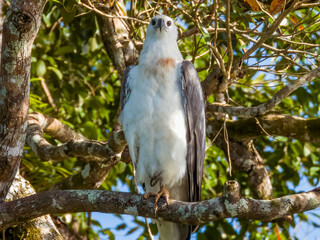 White-bellied Sea Eagle in Queensland Australia